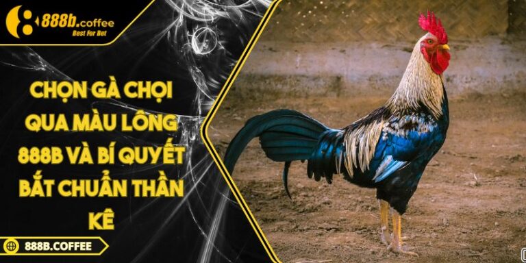 Chọn gà chọi qua màu lông 888B