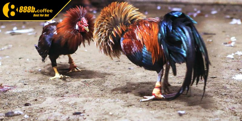 Kinh nghiệm chọn chiến kê qua màu lông 888B theo ngũ hành