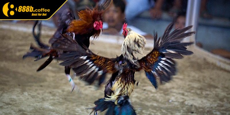 Khám phá lối gà chọi hay nhất 888B
