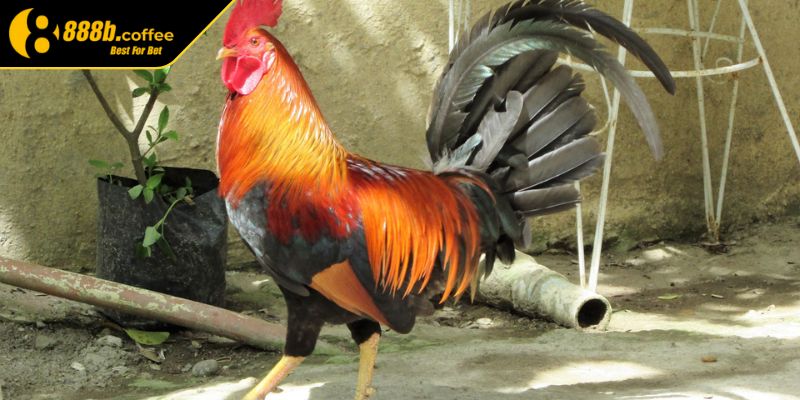 Chọn gà dựa trên màu lông