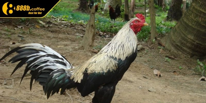 Lý do nên chọn trại gà Phúc Bình Dương 888B